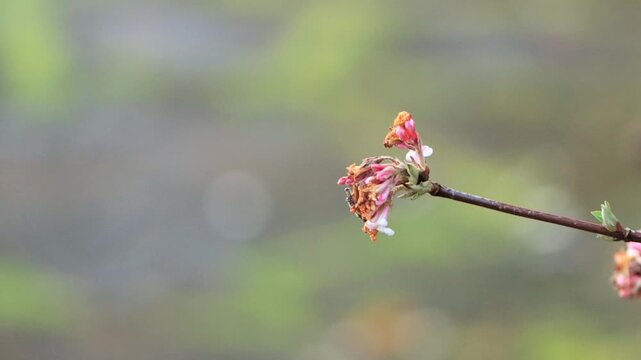 small pink flowers of the fragrant snowball bush, delicate flowers in winter, small delicate petals and buds on a branch, winter bloomer, Iburnum farreri, Farrer viburnum