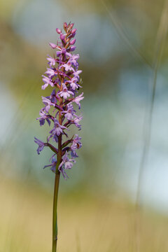 M&uuml;cken-H&auml;ndelwurz, Gymnadenia conopsea, Langsporn-H&auml;ndelwurz, Gro&szlig;e H&auml;ndelwurz