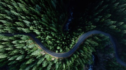 Serene Aerial View of Winding Road Through Lush Green Pine Tree Forest in Nature's Embrace