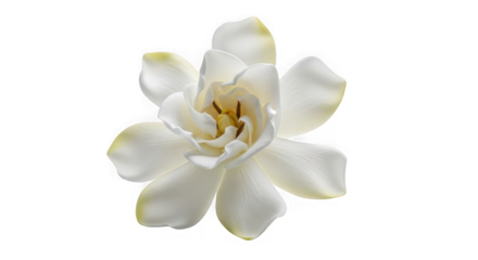 White gardenia flower with yellow accents of transparent