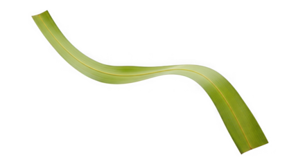 A single, curved green leaf with visible veins, isolated on a transparent background of transparent