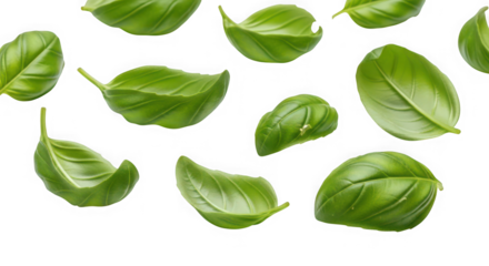 Scattered fresh green basil leaves, a popular aromatic herb used in italian cuisine, floating against a clean transparent background of transparent