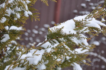 Close-up of evergreen conifer branches covered with fresh snow in winter. Snowy thuja or cypress leaves with soft natural light and blurred background.Seasonal winter nature background with copy spacе