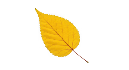 A single bright yellow autumn leaf with visible veins, of transparent
