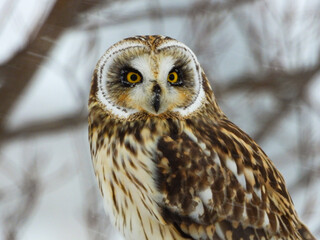 Short-eared Owl pausing momentarily along the farm fields to listen for the scurrying mice underfoot on a snowy winter day.
