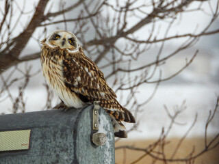 Short-eared Owl pausing momentarily along the farm fields to listen for the scurrying mice underfoot on a snowy winter day.