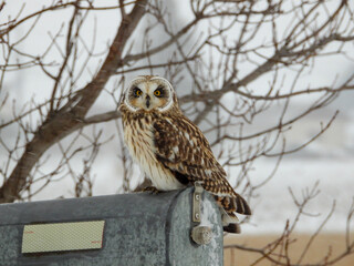 Short-eared Owl pausing momentarily along the farm fields to listen for the scurrying mice underfoot on a snowy winter day.