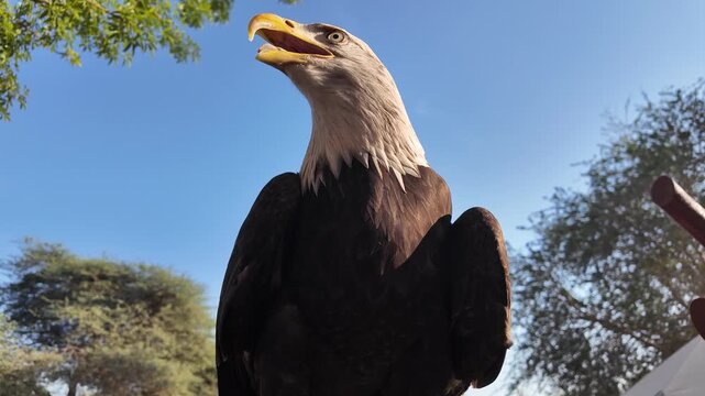 Close-up slo-mo of bald eagle turning its head and making peal call,