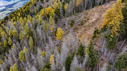 aerial landscape view of a coniferous forest in mountain region during autumn with big bare areas, dead, withered and dried-out trees caused by environmental pollution and pests