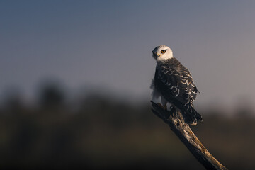 bird of prey