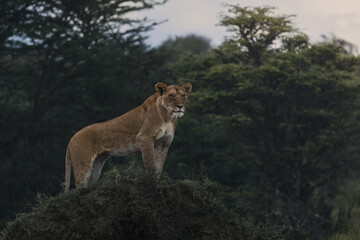 Lioness overview