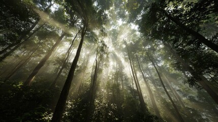 Obraz premium Sunlight Streams Through Dense Forest Canopy Illuminating Lush Green Plants and Creating Ethereal Atmosphere in Nature