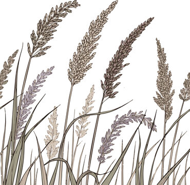  Create a kinds of deferent realistic Ornamental wild grass from the reed grass family vector art white background.