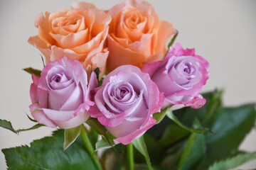 Obraz premium オレンジと紫のばら