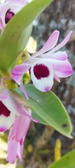 Beautiful pink and white Dendrobium orchid in a botanical garden