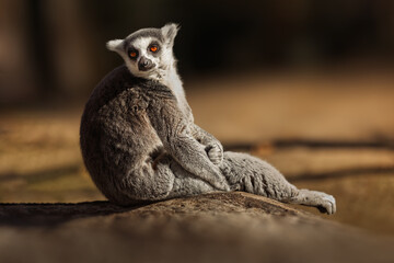 Fototapeta premium Ring-tailed lemur sitting in the sun, gazing directly at the camera