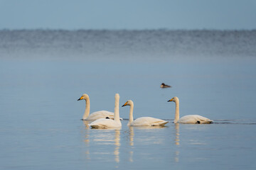 Four elegant Whooper Swans (Cygnus cygnus) gliding on the calm, blue waters of the Baltic Sea coastline in Estonian nature reserve.