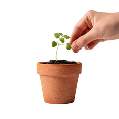 Hand Gently Touching Young Plant in Terracotta Pot, Isolated with Transparent Background