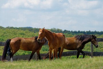Obraz premium Three beautiful horses stand in a field, enjoying the sunny weather and open space in their natural habitat.