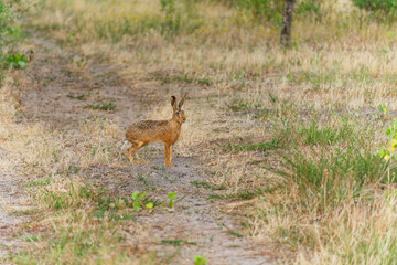 Feldhase, Lepus europaeus
