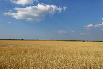 A beautiful wheat field under a bright blue sky, perfect for harvest season.