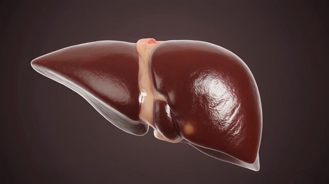Realistic human liver model showing details of shape and form from different angles