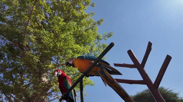 Parrot ara ararauna perch colorful 