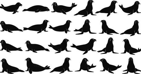 Sea lion silhouette set in multiple poses, marine animal wildlife illustration isolated on white background for nature design