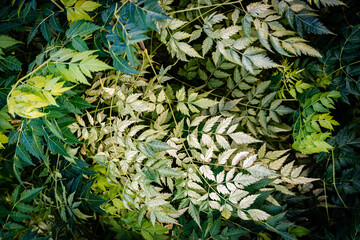 Obraz premium natural sunlight foliage, leafes with blue sky, green beautiful closeshot detailed, bokeh in summer garden