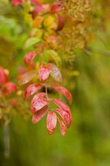 Plant list 2025 - Spiraea veitchii