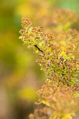 Obraz premium Plant list 2025 - Spiraea wilsonii