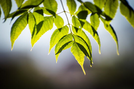 natural sunlight foliage, leafes with blue sky, green beautiful closeshot detailed, bokeh in summer garden