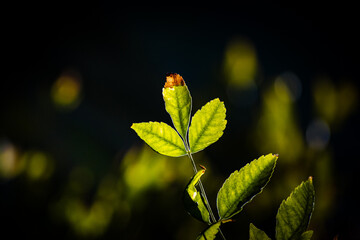 natural sunlight foliage, leafes with blue sky, green beautiful closeshot detailed, bokeh in summer garden