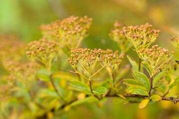 Plant list 2025 - Spiraea wilsonii