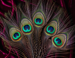 Fototapeta premium Vibrant peacock feathers, fanned on plush burgundy velvet, create a luxurious, elegant display of natural beauty and rich texture.