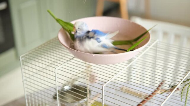 Parrot is bathing in a bowl of water next to the cage. Budgie splashing. Domestic animals healthy lifestyle. Pets care. Budgerigar bird funny video. Parakeet with wet feathers after swimming. 4K
