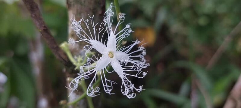 white flowers that look unique in tropical forests. 