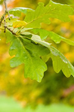Plant list 2025 - Quercus macrocarpa