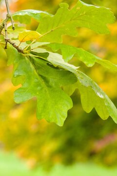 Plant list 2025 - Quercus macrocarpa