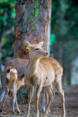 deer in Nara Park, Japan. Taken in August