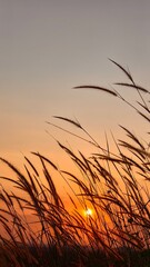 Obraz premium Golden hour sunset bathes a field of silhouetted tall grass, creating a tranquil and warm natural backdrop with copy space.