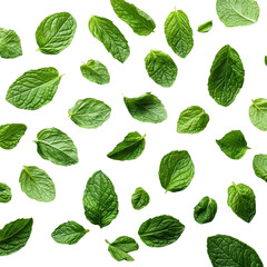 Falling mint leaves isolated on a white background