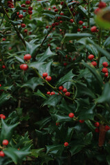 Close-up of growing holly Ilex plant outdoors. Green leaves with red berries, traditional Christmas symbol, natural urban greenery