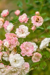 Fototapeta premium Plant list 2025 - Rosa multiflora