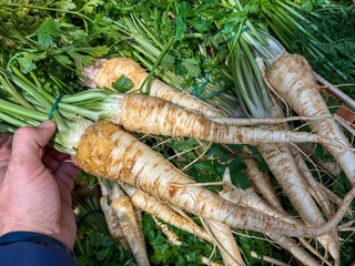 Hand holding fresh parsnips with green tops for sale. Raw root vegetables harvested for food, cooking, soups and healthy nutrition.