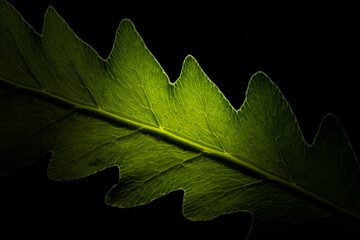 Green leaf on black background, natural element for design