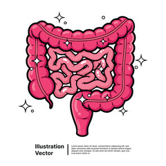 Illustration of a human digestive system representing the large and small intestines