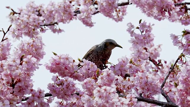 [Slow motion] Japanese brown-eared bulbul sucking nectar Kawazu cherry blossoms