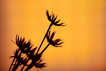 Silhouette of leaf tip isolated on orange light background