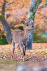 deer in Nara Park, Japan. Taken in August